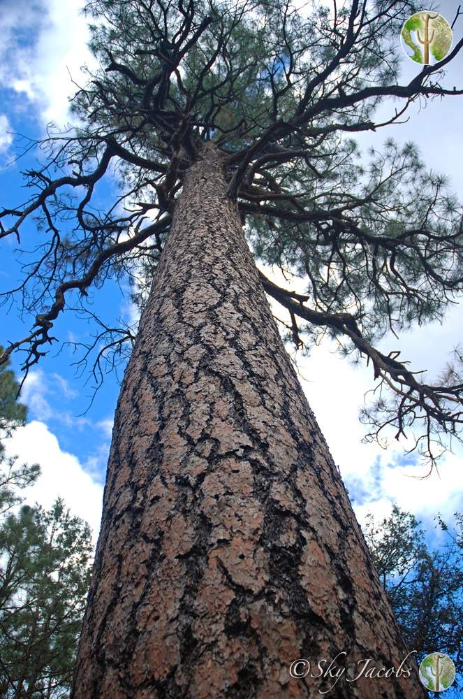 Ponderosa pine in the White Mountains