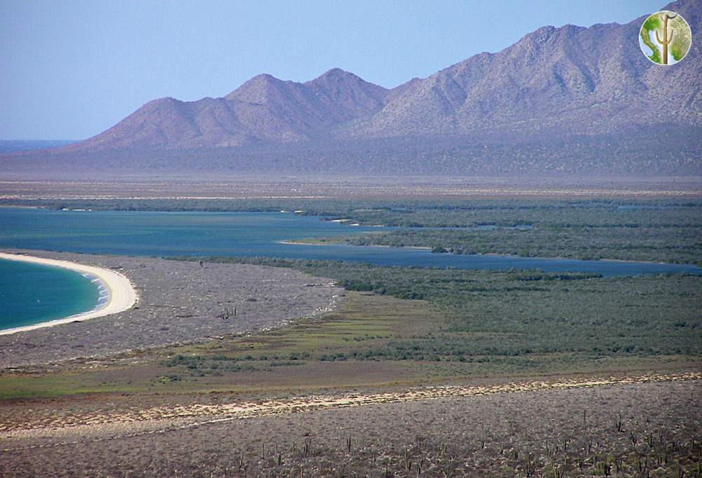 Punto Sargento estuary and mangrove swamp, Seri Coast