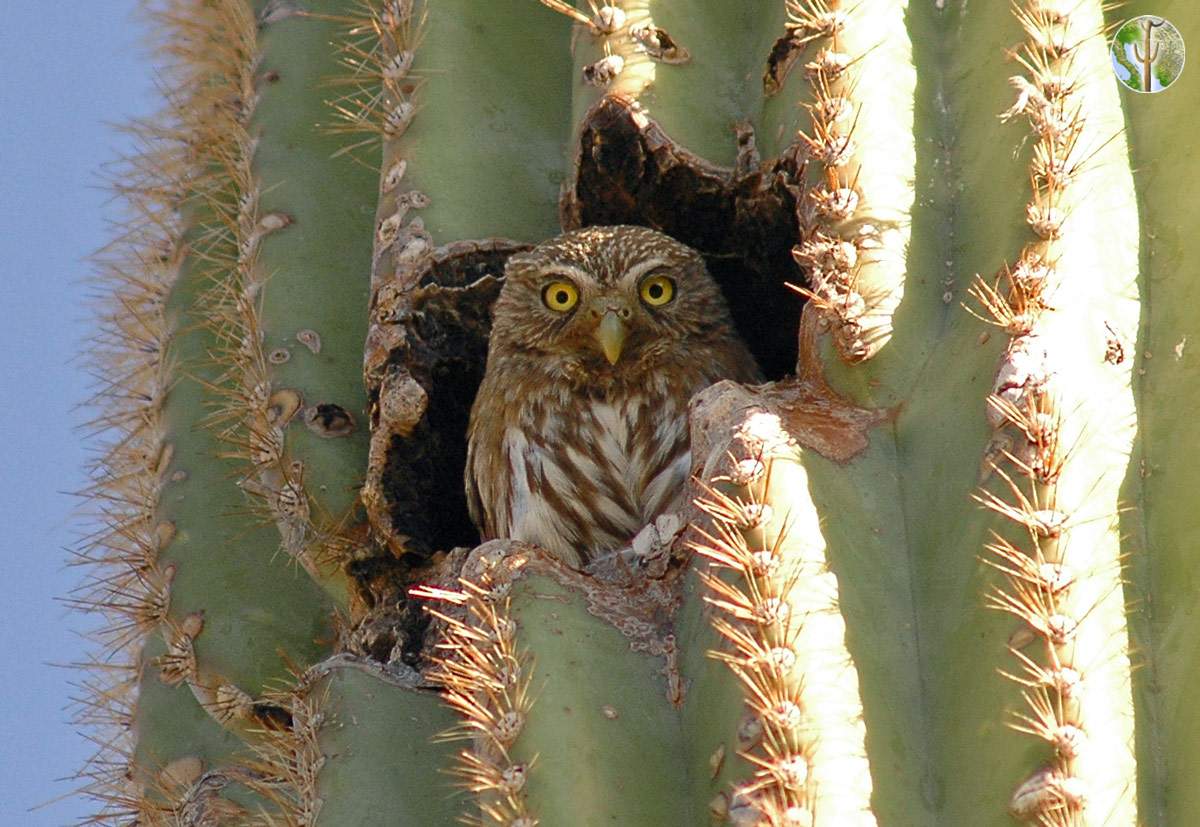 Cactus Ferruginous Pygmy owl In Saguaro Wild Sonora Cactus Ferruginous Pygmy owl In Saguaro Wild Sonora