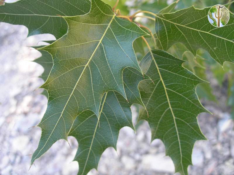 Quercus albocincta leaves