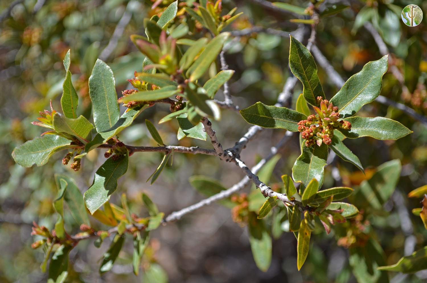 Quercus toumeyi with fresh leaves and young flower buds