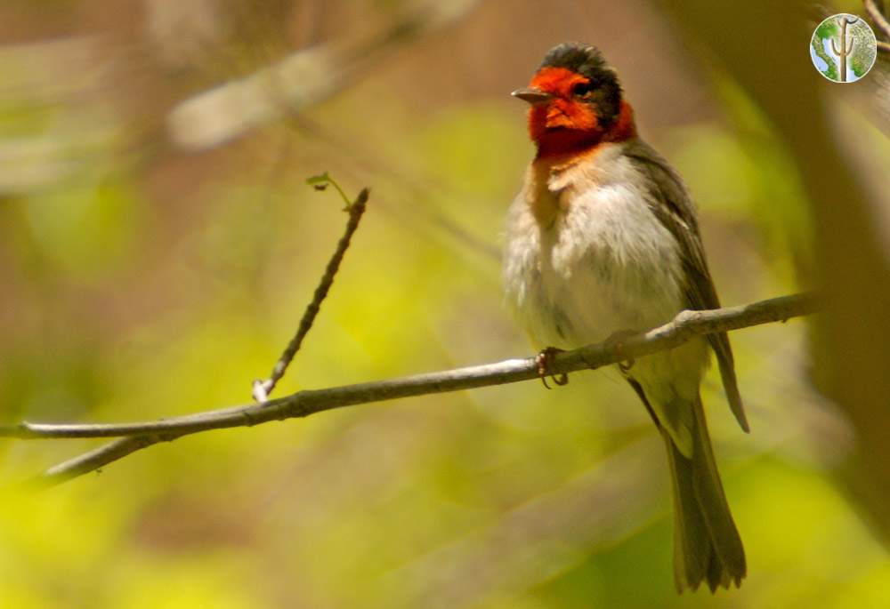 Red-faced warbler