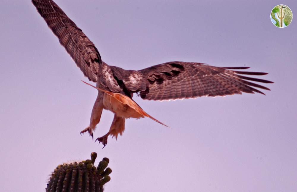 Red-tailed hawk landing on saguaro
