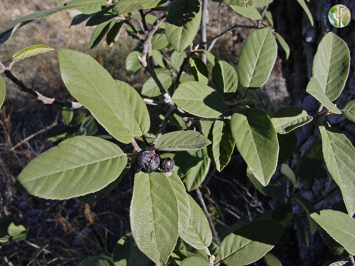 Rhamnus (Frangula) californica with fruit