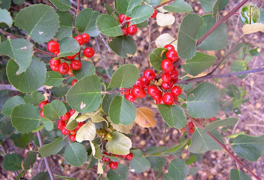 Rhamnus ilicifolia, hollyleaf buckthorn