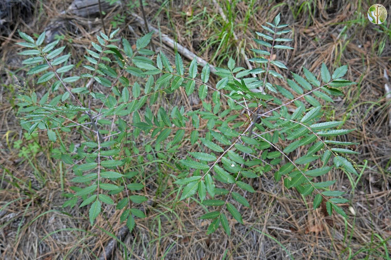 Rhus glabra