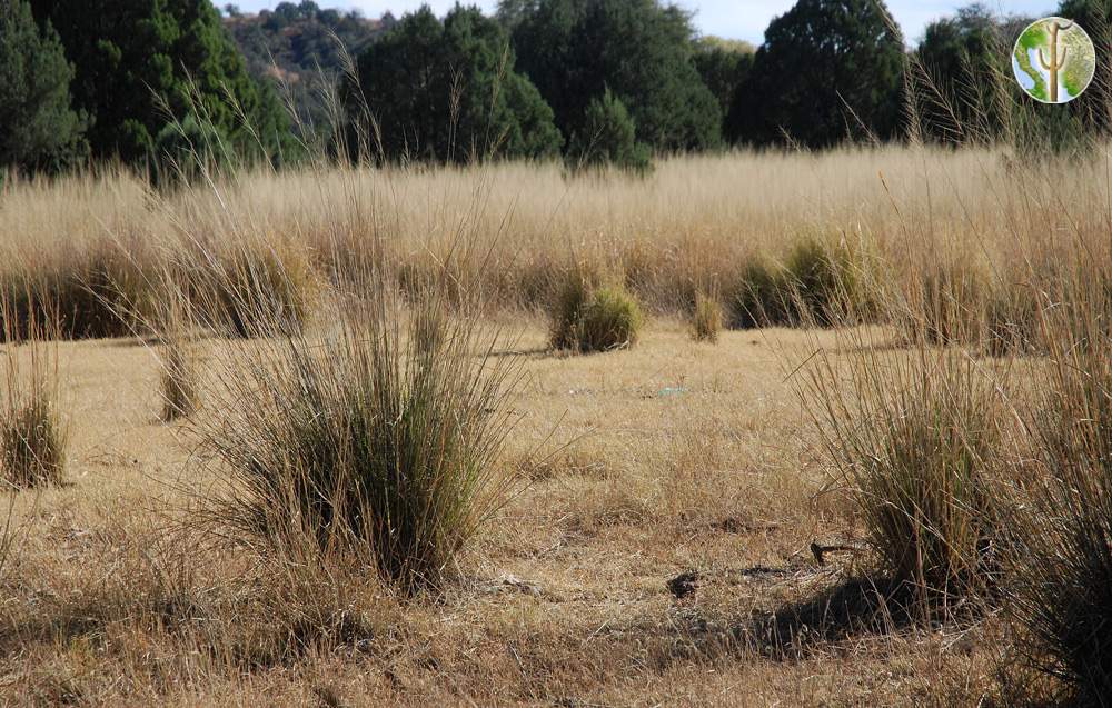 Sacaton grassland near Canelo Hills