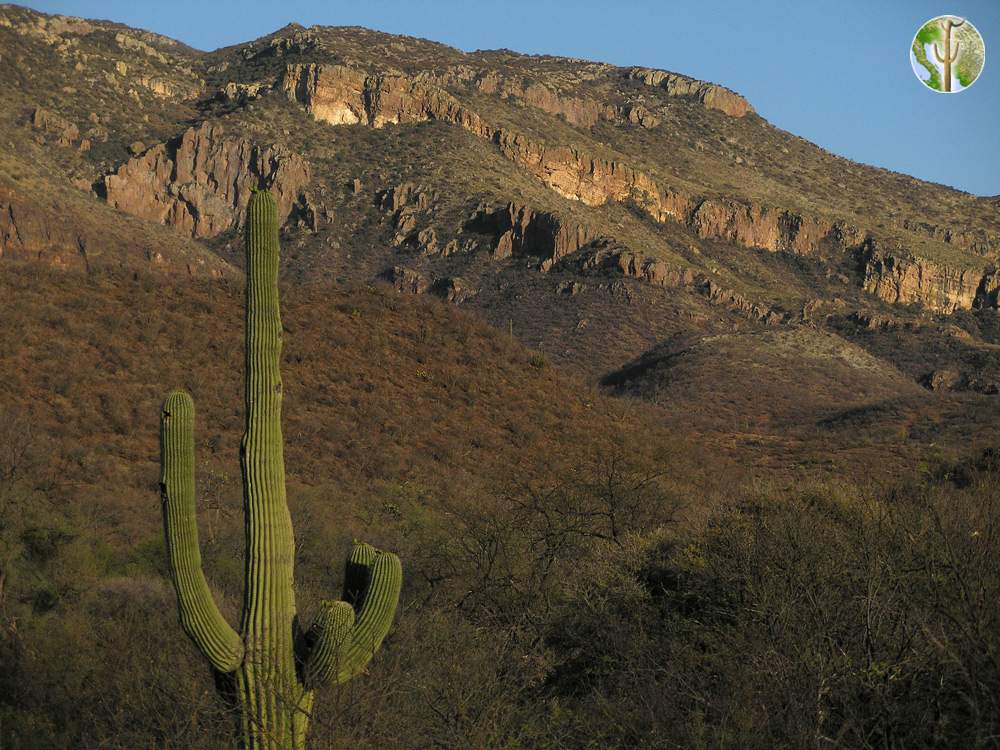Saguaro and the northern Sierra El Humo