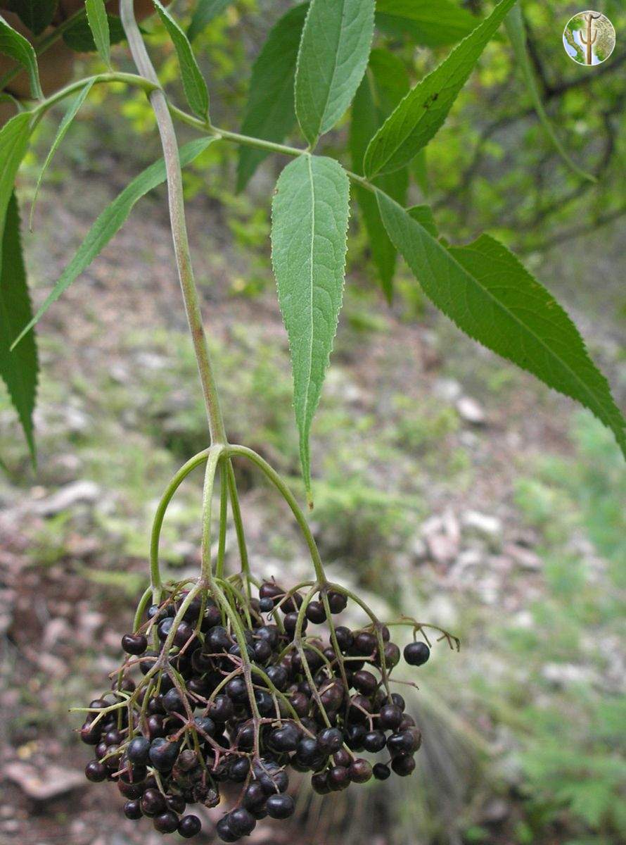 Sambucus nigra, mountain blueberry elder