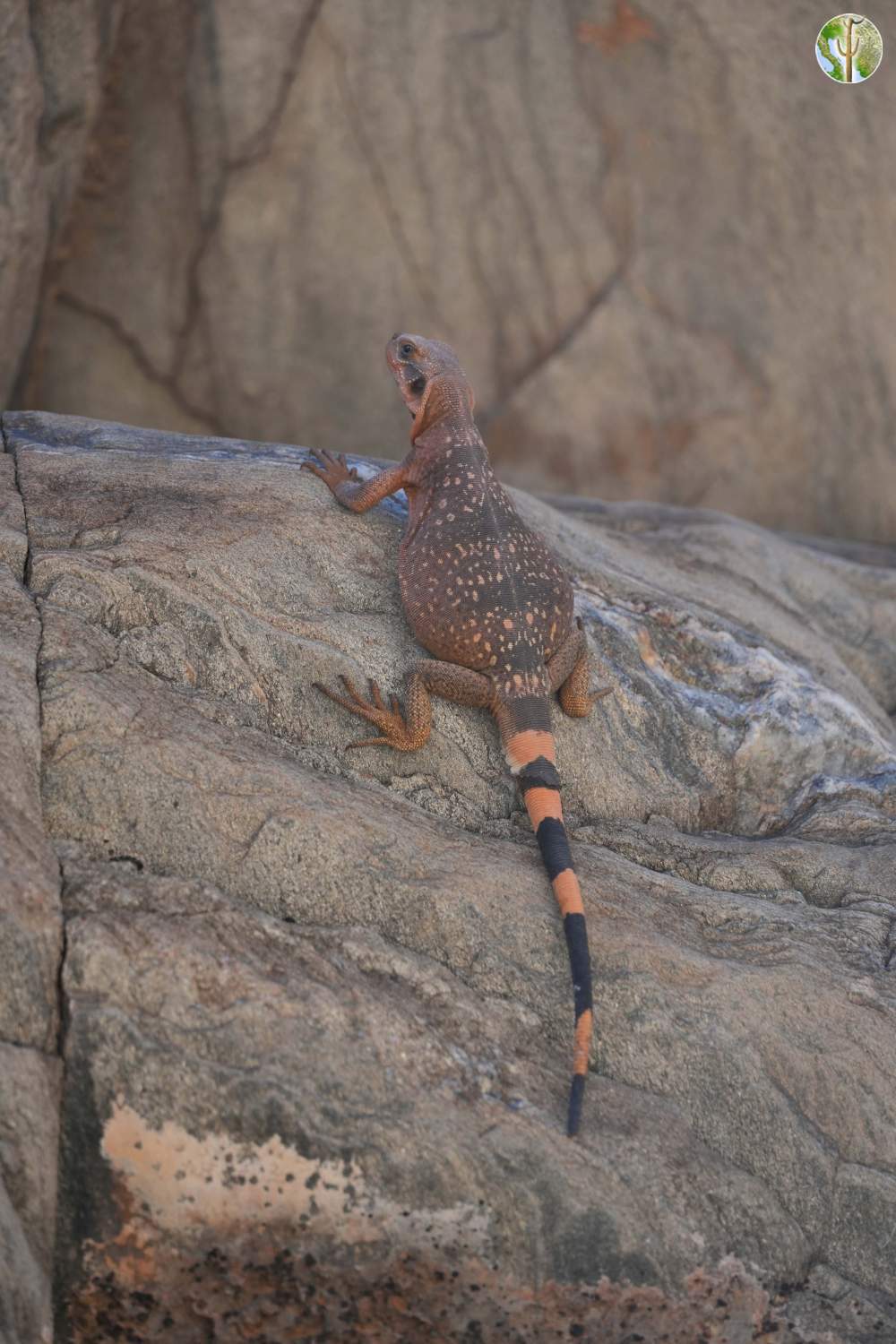 Sauromalus ater, Common Chuckwalla