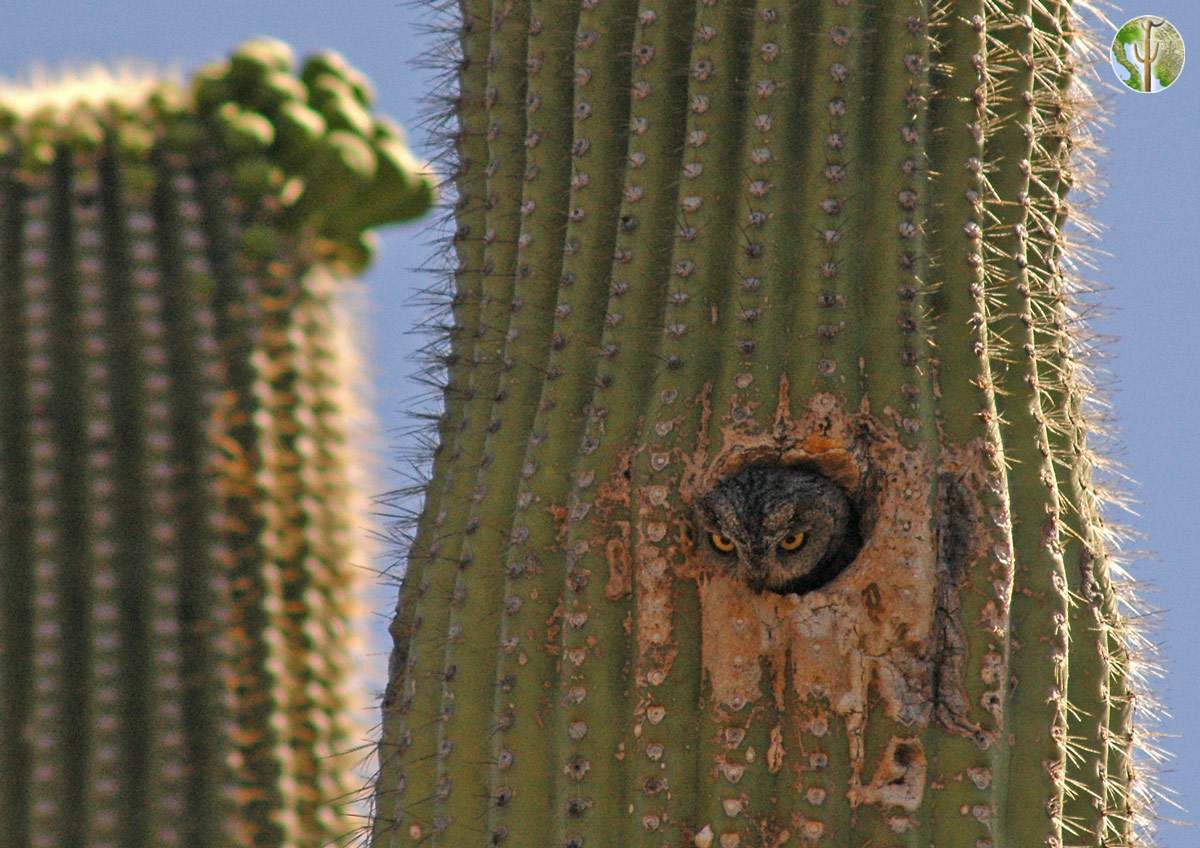 Western screech-owl peeking out of saguaro cavity