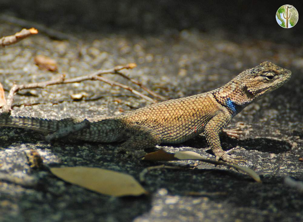 Sceloporus jarrovii, Yarrow's spiny lizard