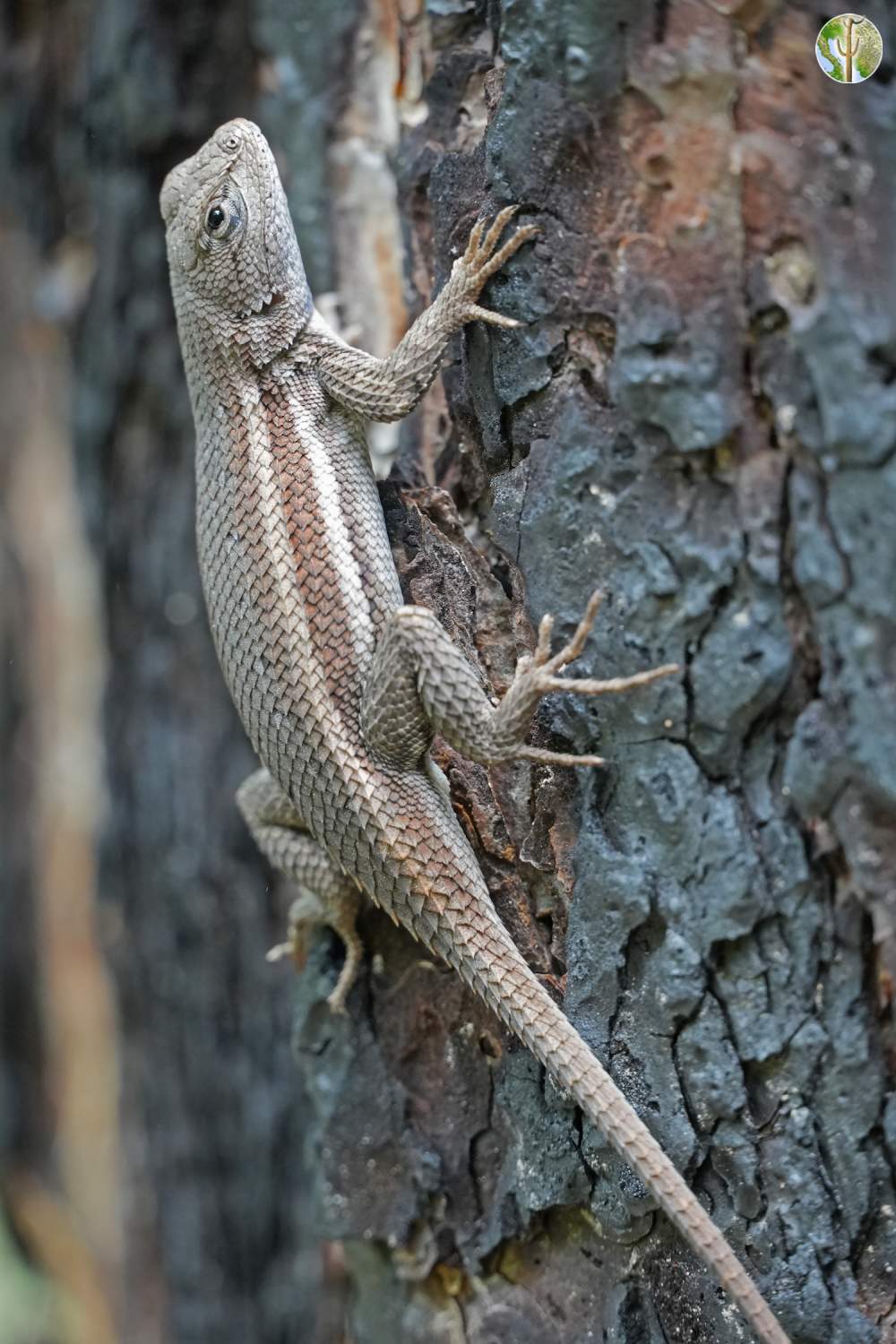 Sceloporus slevini