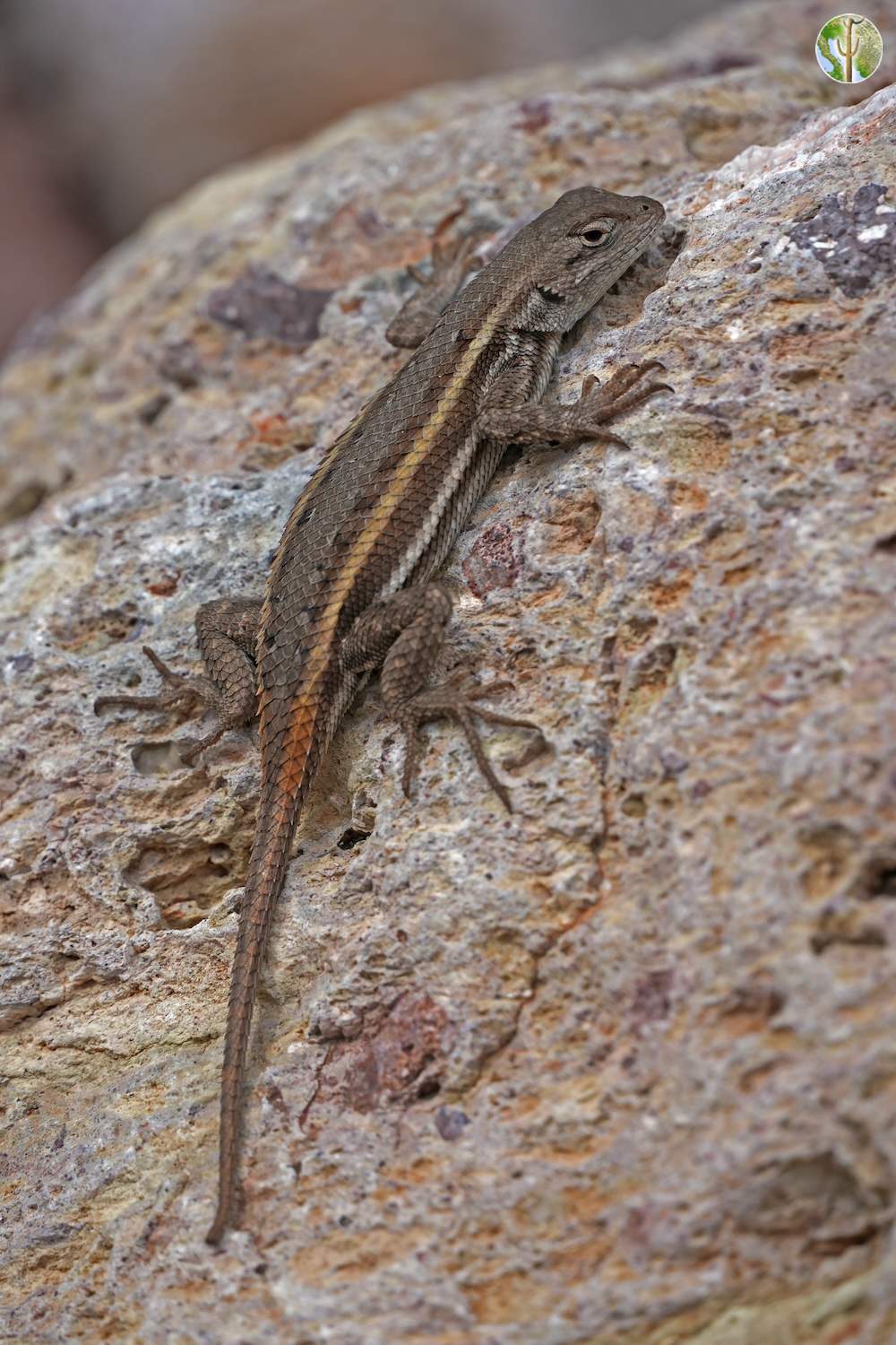 Sceloporus virgatus