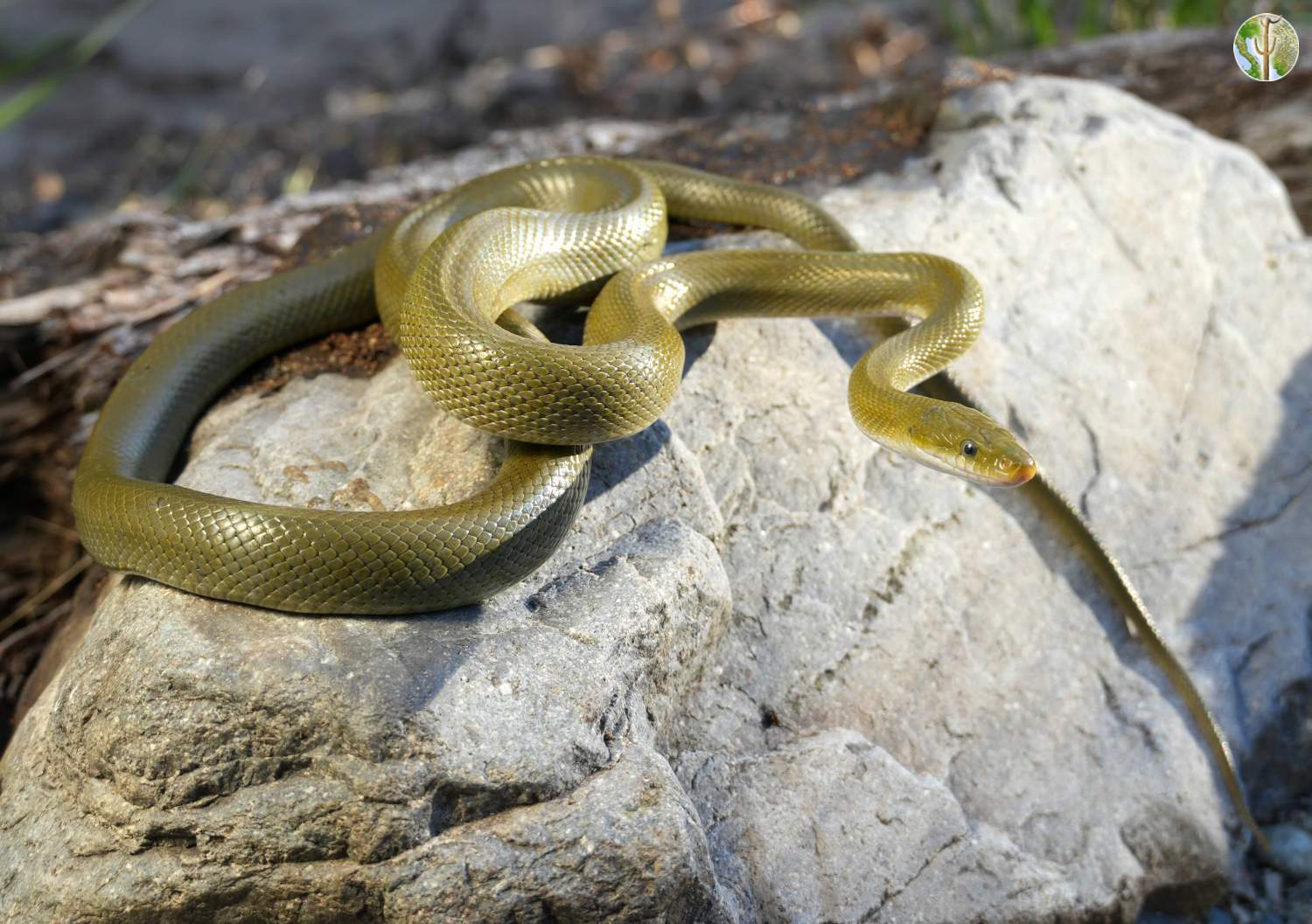Senticolis triaspis, green rat snake