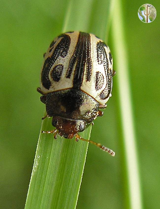 Small beetle