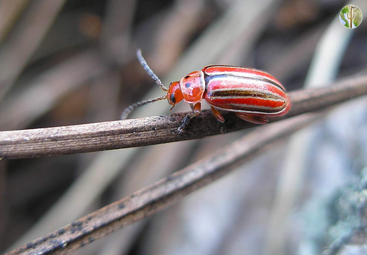 Small stripped red beetle in pine/oak forest