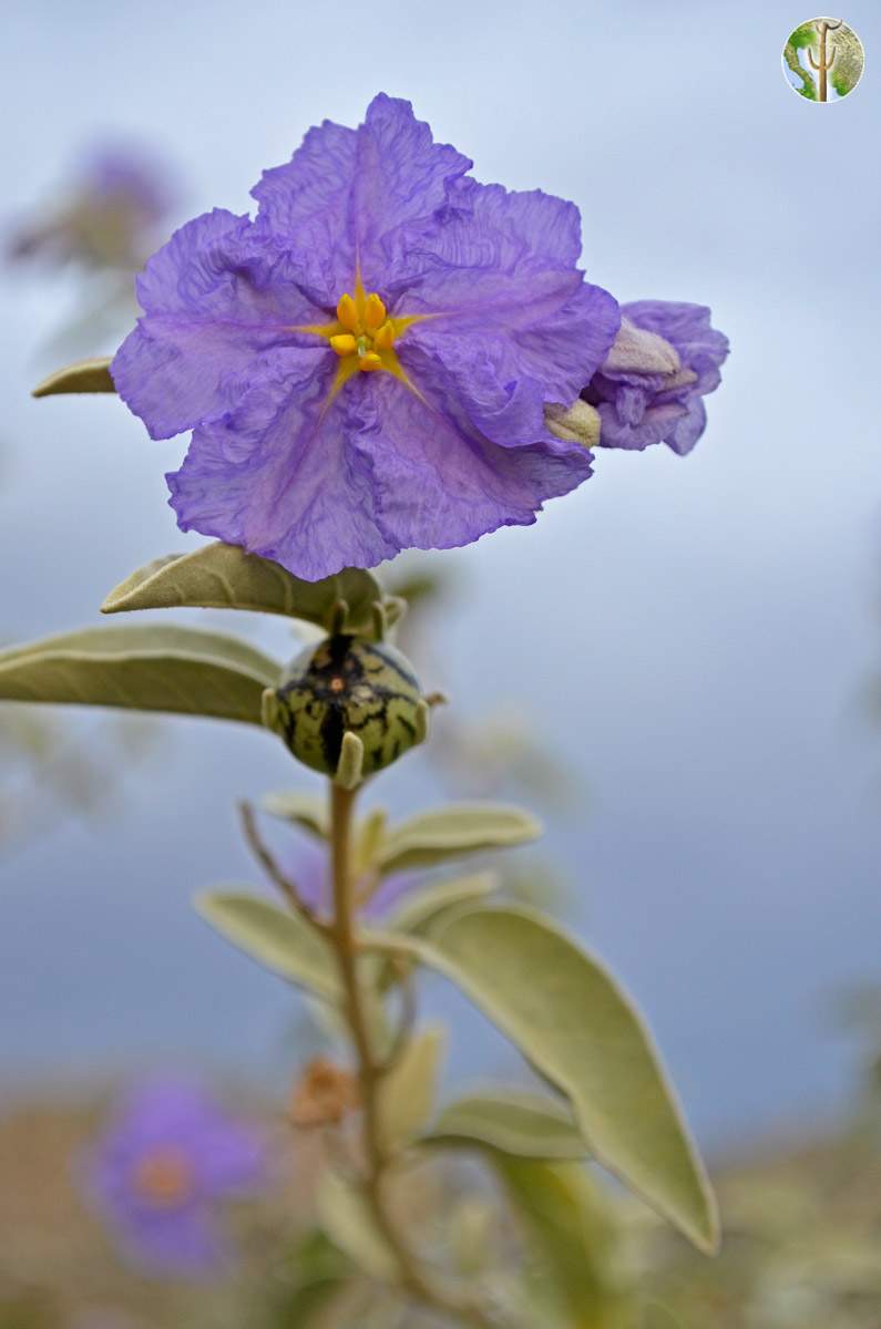 Solanum hindsianum flower and fruit