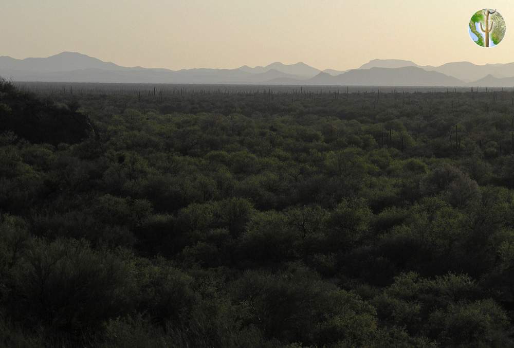 Sonora desert view