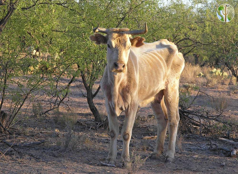 Starving cow in semi-desert grasslands
