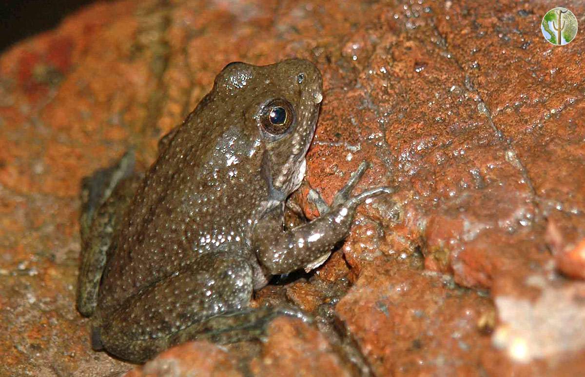 Lithobates tarahumarae, Tarahumara frog