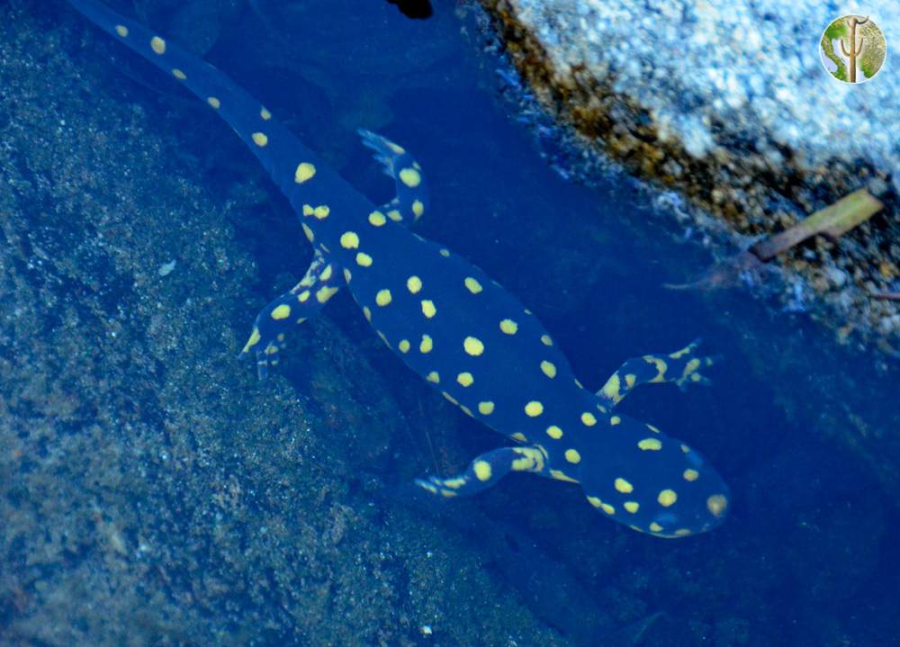 Tarahumara salamander adult (Ambystoma rosaceum)