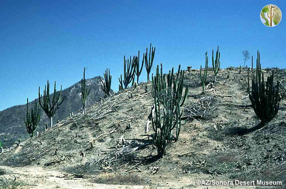 Tropical Deciduous Forest cleared for cattle (©AZ/Sonora Desert Museum)