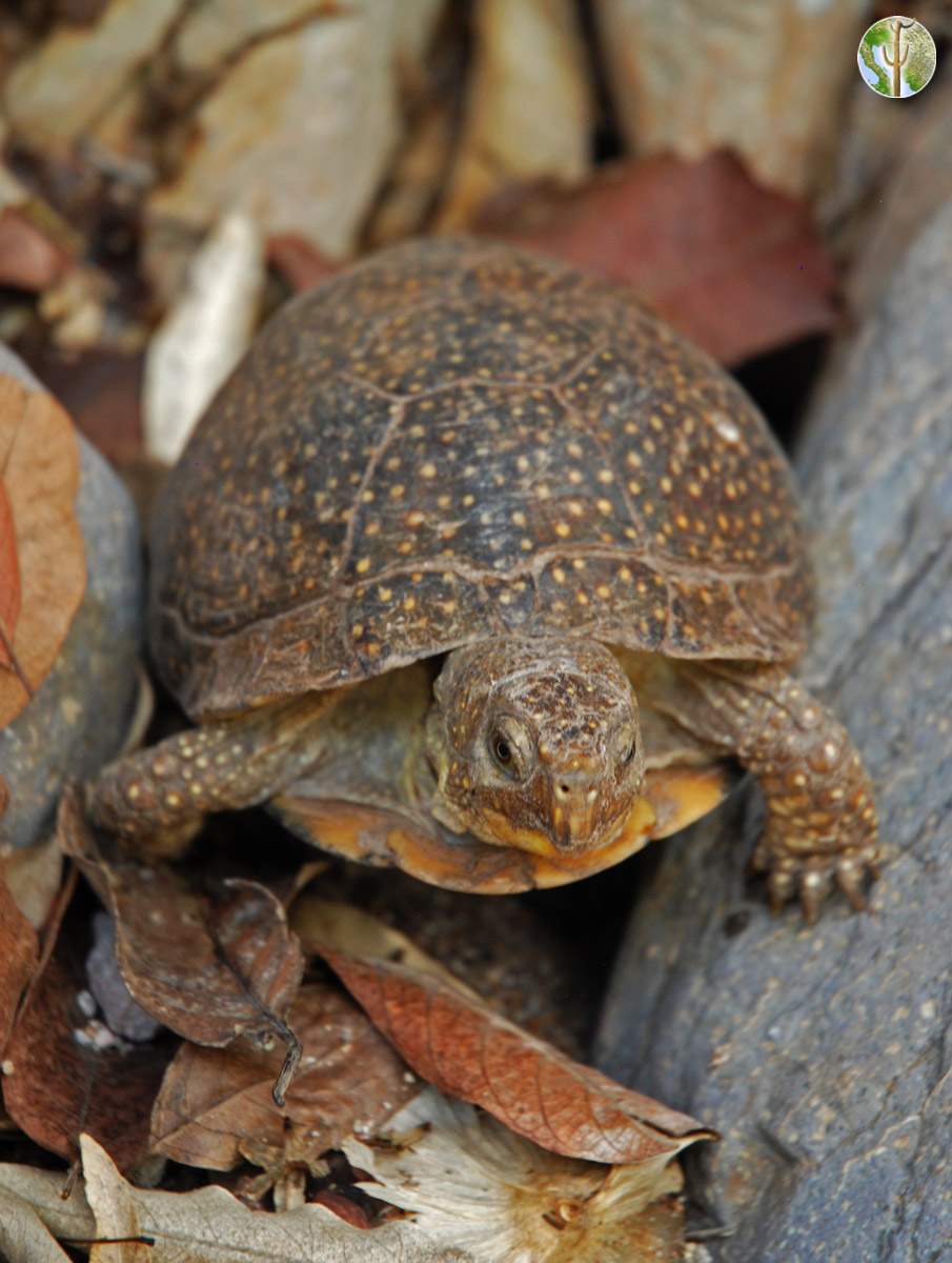 Terrapene nelsoni, spotted box turtle