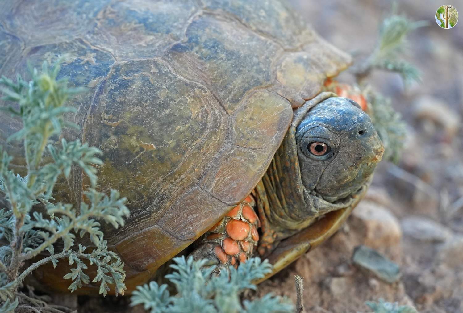 Terrapene ornata