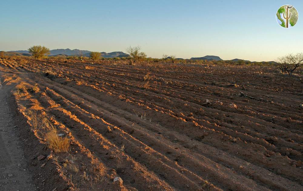 Tilling the Sonoran Desert for cattle