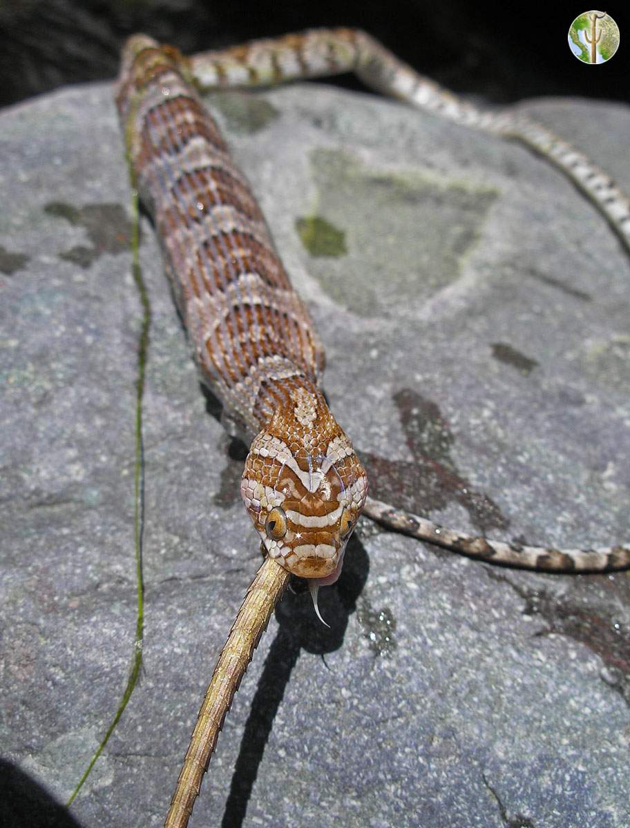 Trimorphodon lambda choked to death trying to eat Clark's spiny lizard