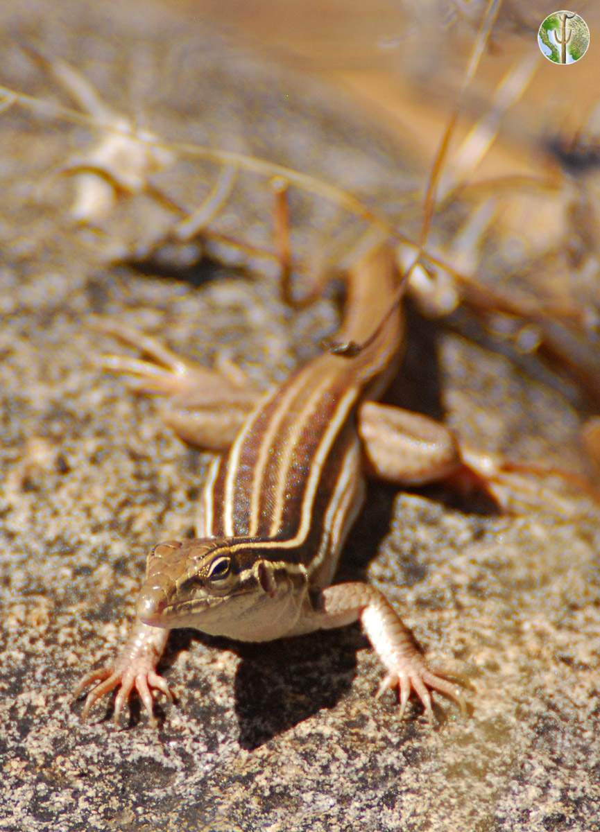Unknown whiptail
