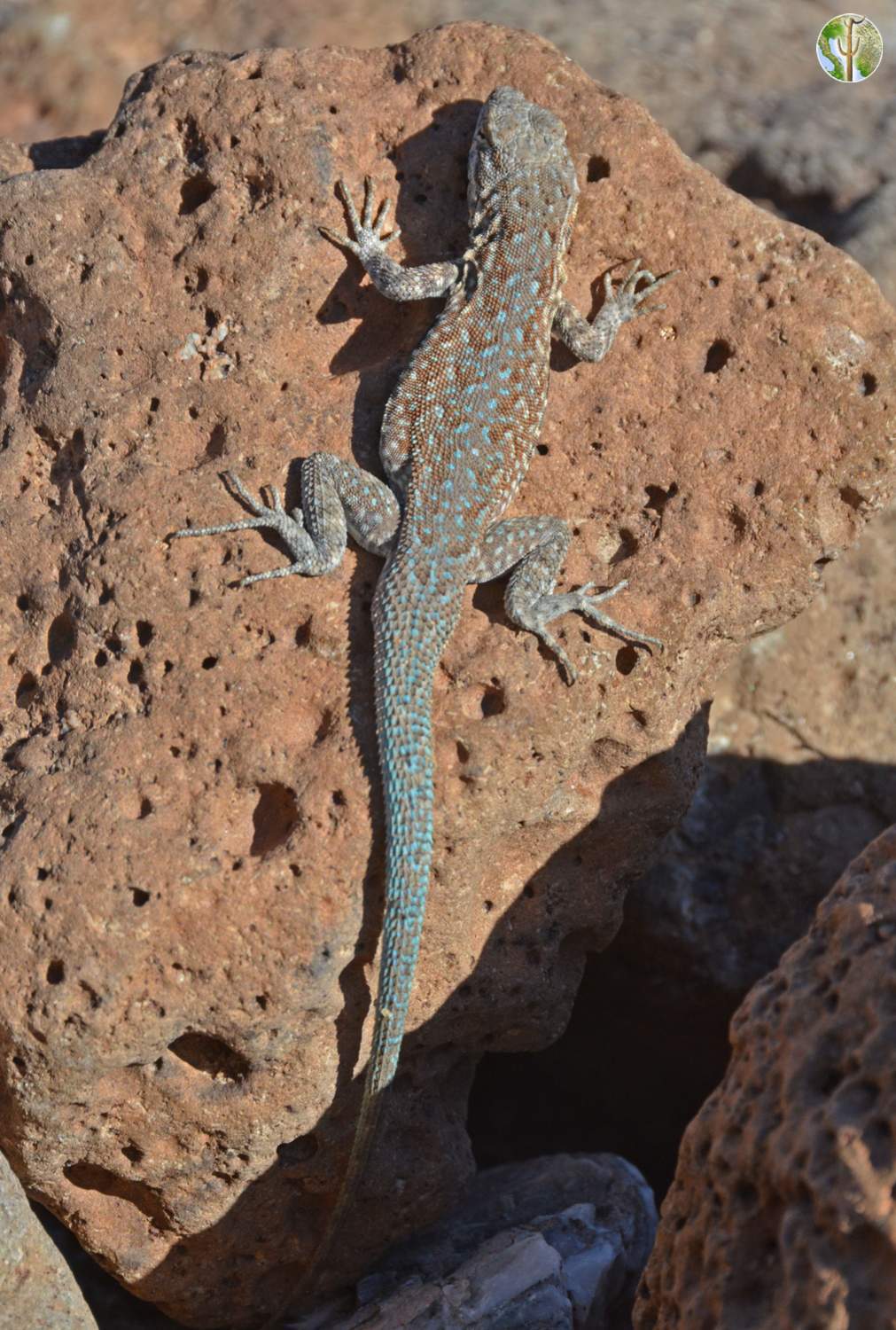 Uta stansburiana, common side-blotched lizard (Male)
