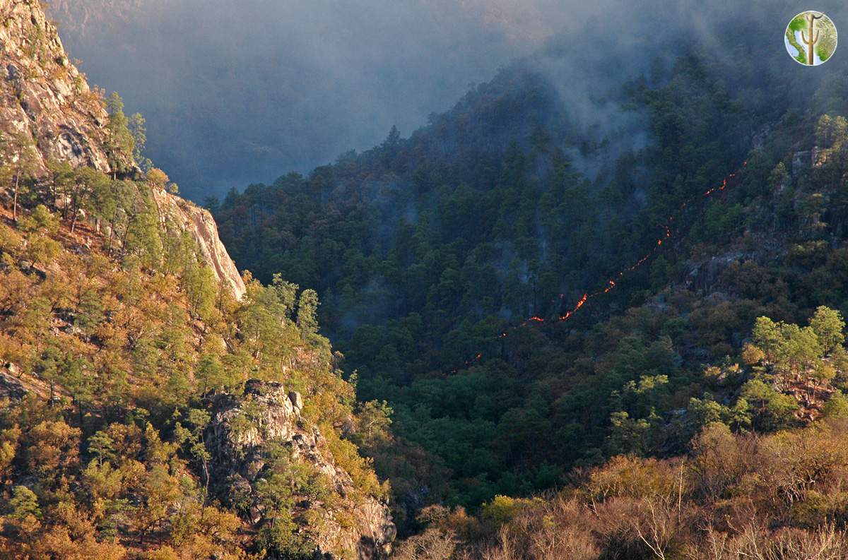 Wildfire in the Sierra Madre of Sonora