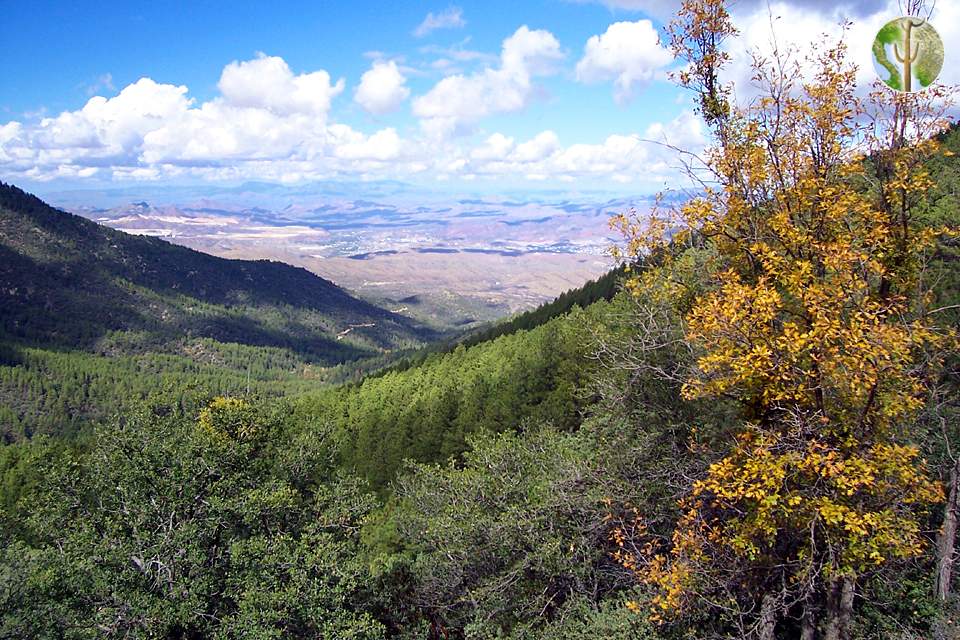 Pinal Mountains, Arizona