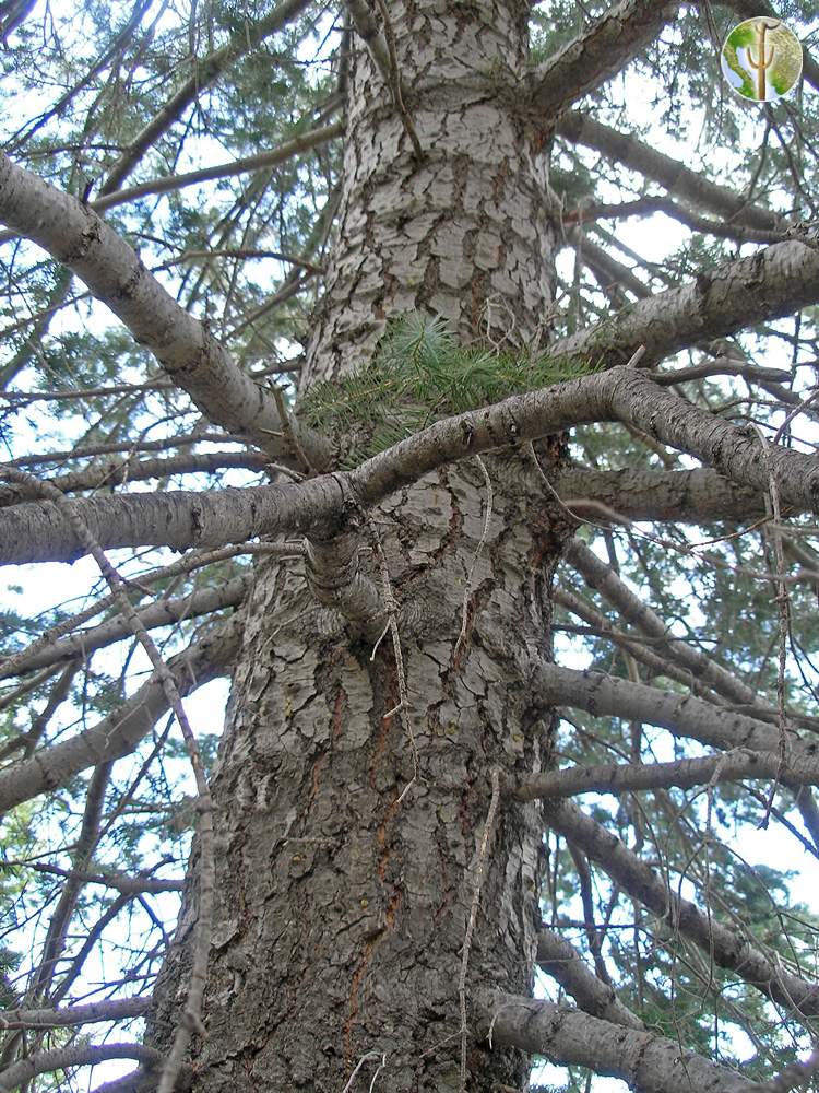 Abies concolor (white fir) trunk/bark