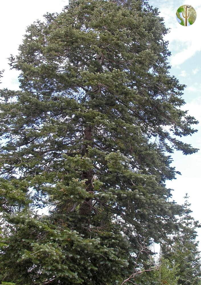 Abies concolor (white fir)