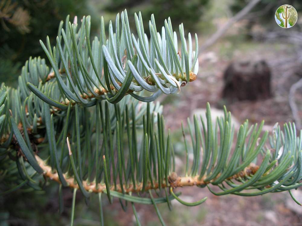 Abies concolor (white fir) needles