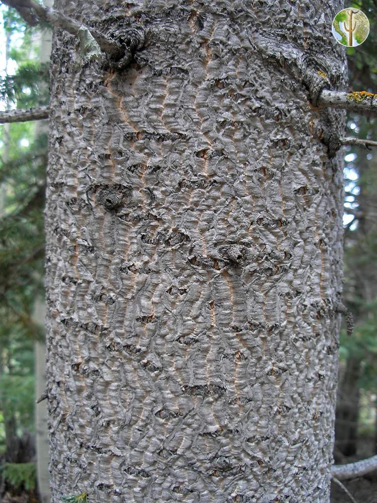 Abies lasiocarpa (corkbark fir) trunk/bark