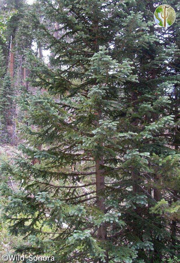 Abies lasiocarpa (corkbark fir)