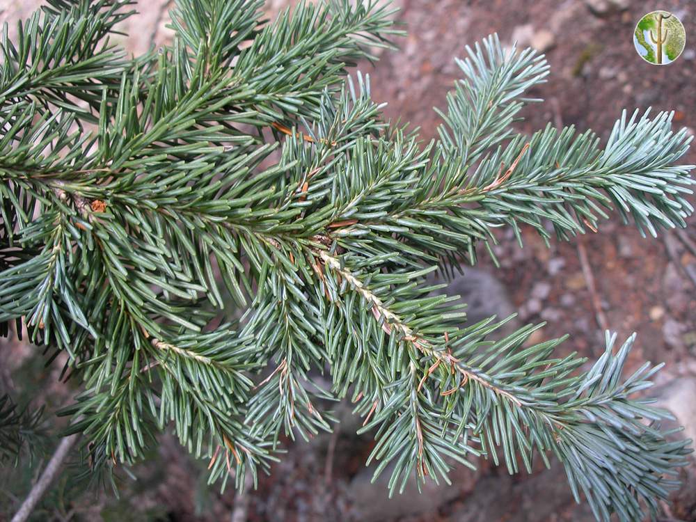 Abies lasiocarpa (corkbark fir) needles