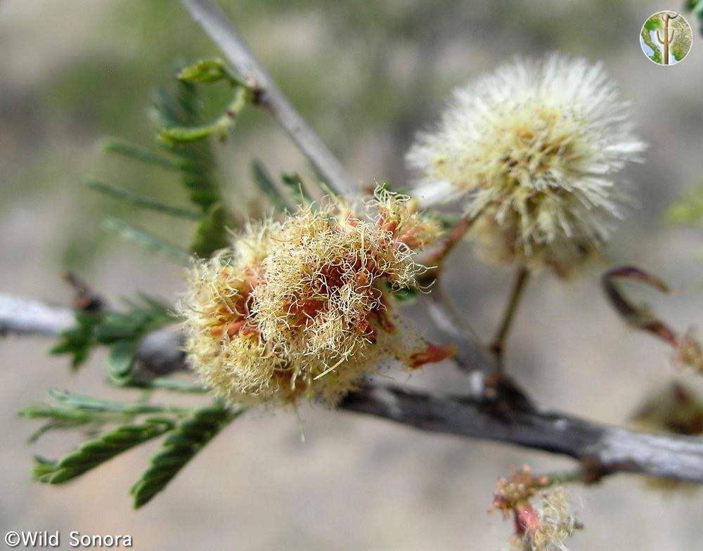 Acacia occidentalis flower