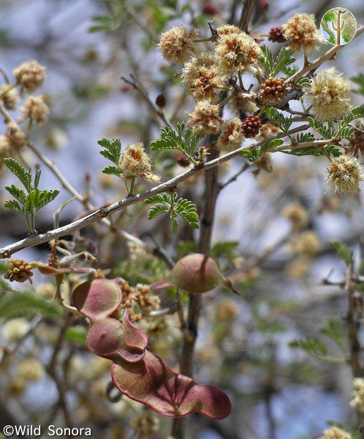 Acacia occidentalis pods and flowers