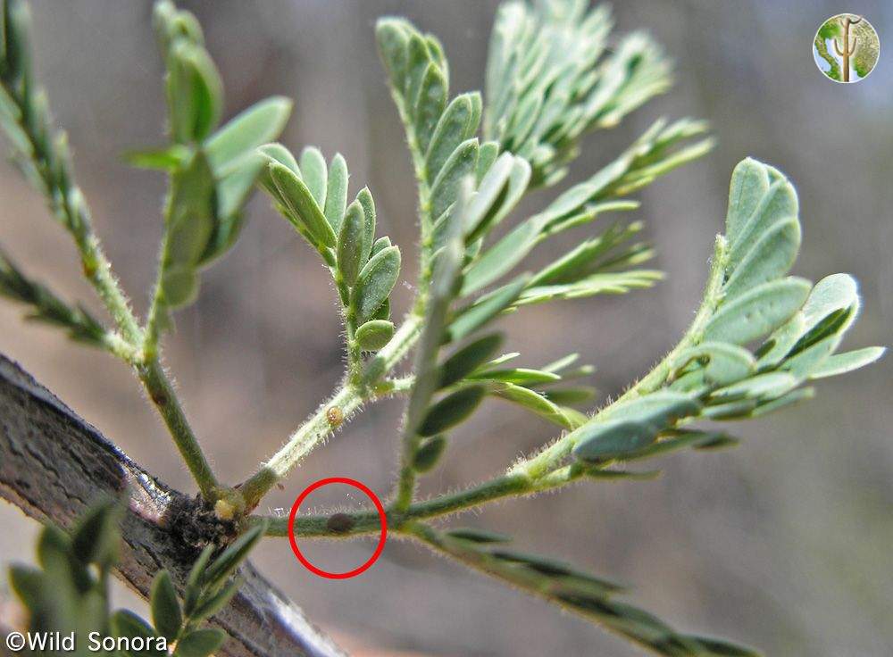 Acacia occidentalis leaf gland