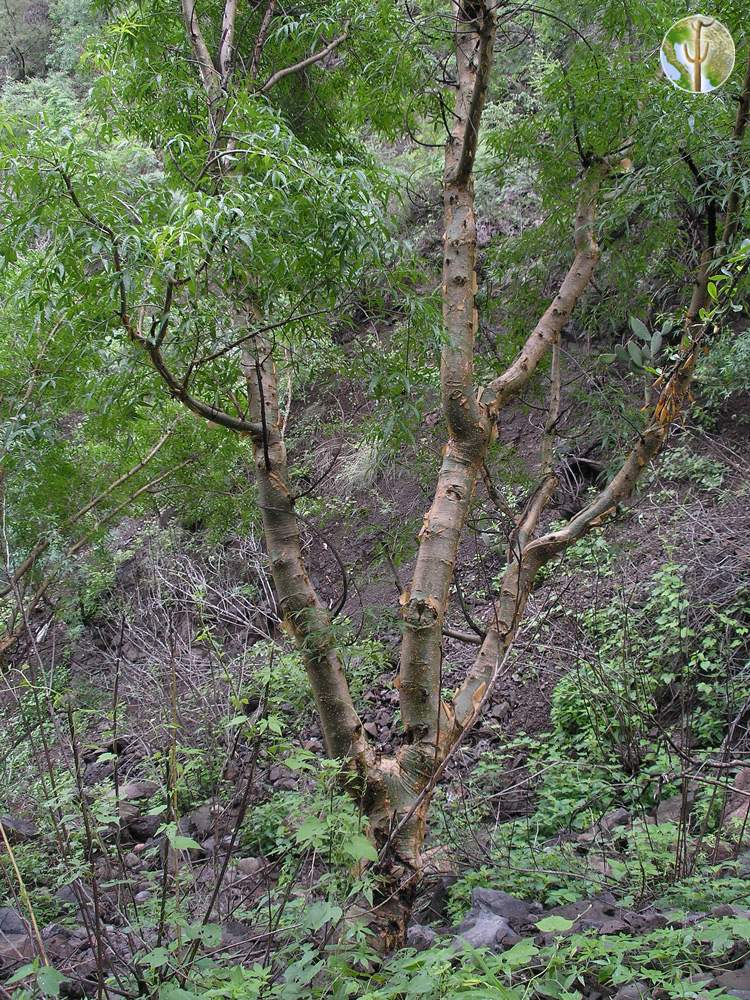 Bursera lancifolia