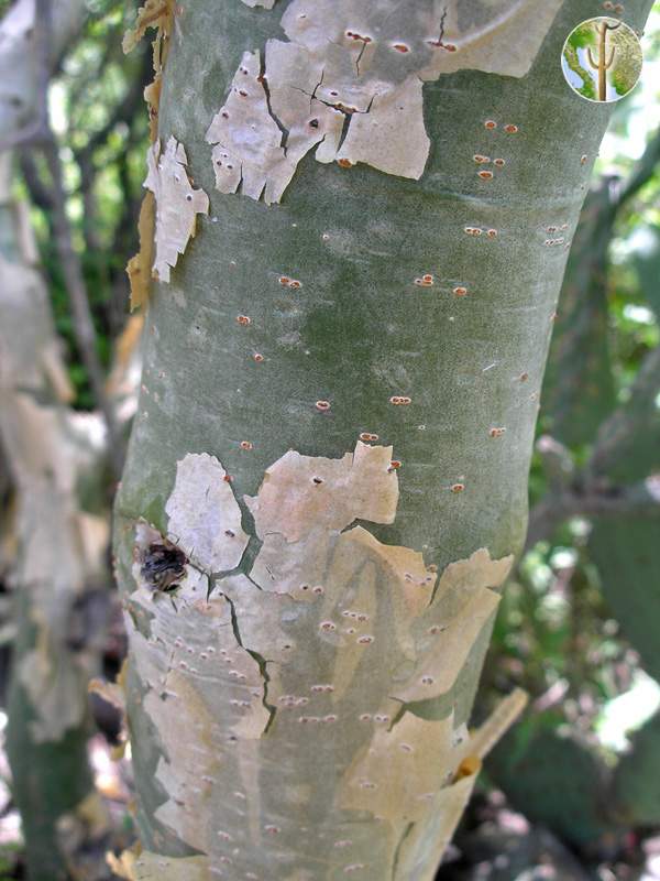 Bursera lancifolia trunk