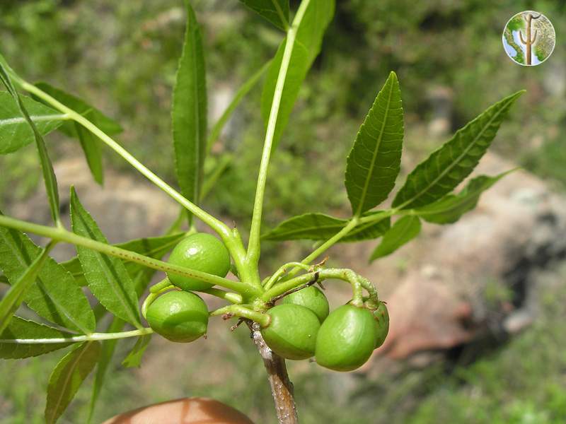 Bursera lancifolia leaves with fruit
