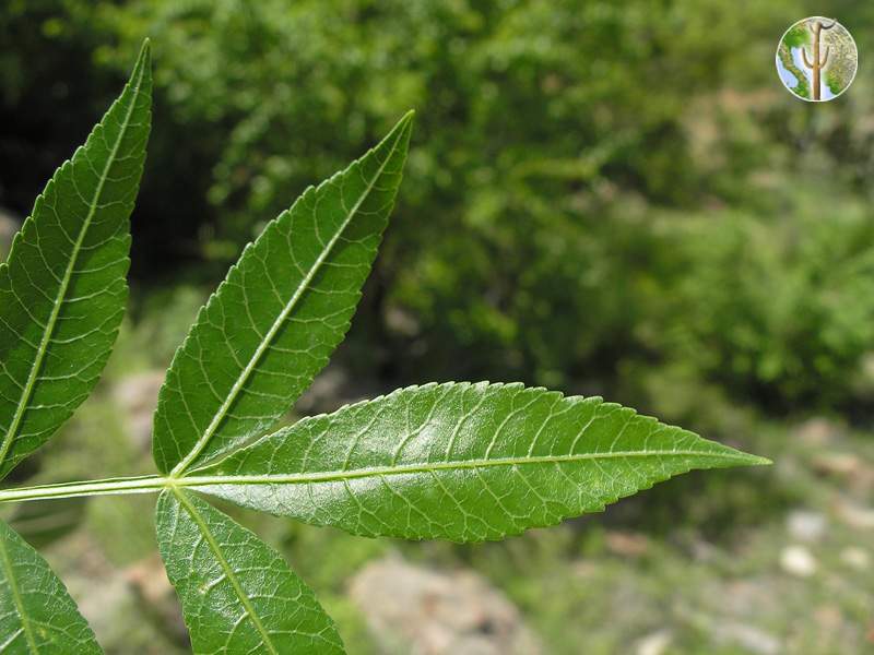 Bursera lancifolia leaf