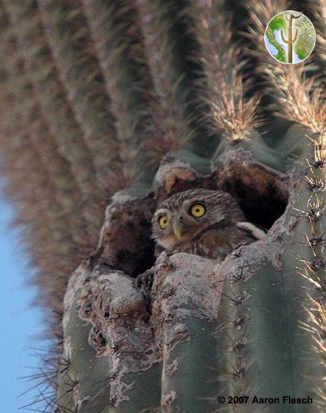 Cactus ferruginous pygmy-owl in nest
