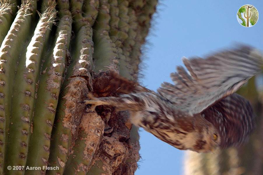 Cactus ferruginous pygmy-owl taking flight from nest